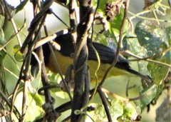 Ploceus bicolor bicolor