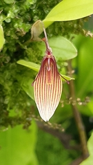 Restrepia trichoglossa
