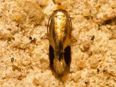 Stigmella resplendensella