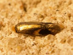 Stigmella resplendensella