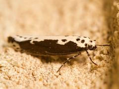 Ethmia semilugens