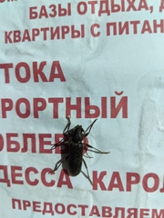 Trichoferus campestris