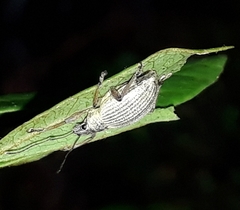 Sciobius