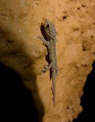 Lygodactylus angularis