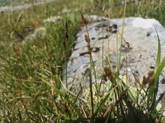 Carex lachenalii
