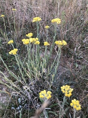 Helichrysum arenarium