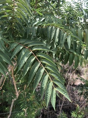 Ailanthus altissima