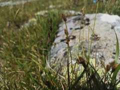 Carex lachenalii