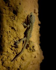 Lygodactylus angularis