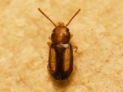 Laemophloeus terminalis