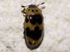 Ischyrus quadripunctatus