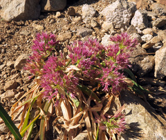 Allium crenulatum