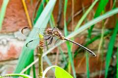 Dythemis sterilis