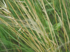 Stipa borysthenica