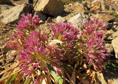 Allium crenulatum