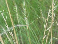 Stipa borysthenica