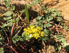 Lomatium martindalei