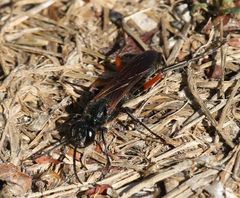 Chalybion femoratum