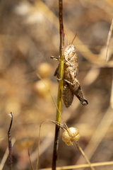 Oedaleonotus phryneicus