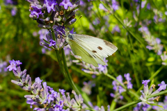 Pieris mannii