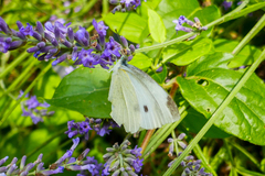 Pieris mannii