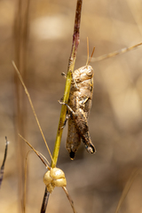 Oedaleonotus phryneicus