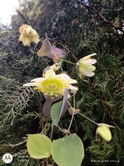 Passiflora hahnii