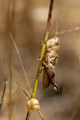 Oedaleonotus phryneicus