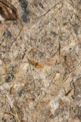 Entomobrya nigrocincta