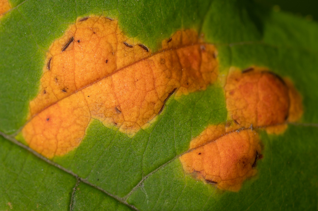 bird cherry dotty