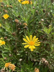 Euryops chrysanthemoides