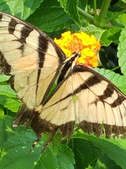 Papilio glaucus