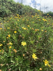 Euryops chrysanthemoides