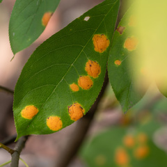 Polystigma fulvum