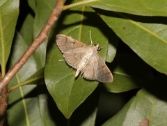 Omiodes tristrialis