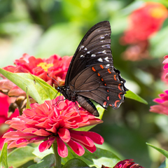 Papilio menatius victorinus