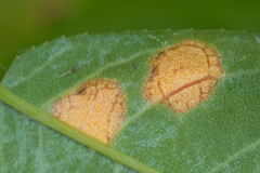 Polystigma fulvum
