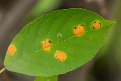 Polystigma fulvum