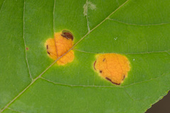 Polystigma fulvum