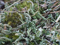 Cladonia