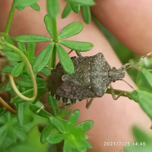 Halyomorpha halys