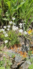 Cherleria circassica