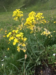 Erysimum sylvestre