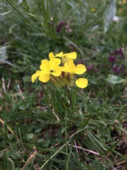 Erysimum sylvestre