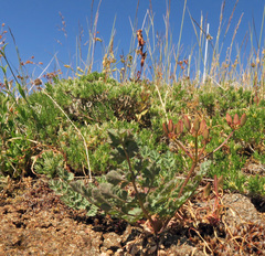 Lomatium martindalei