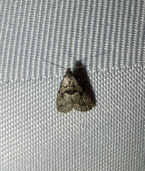 Hypenodes franclemonti