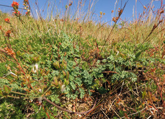 Lomatium martindalei