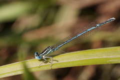 Platycnemis pennipes