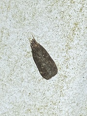 Helcystogramma melantherella