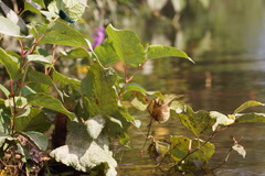 Calopteryx splendens